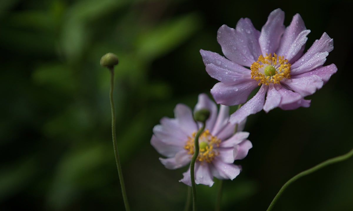 I colori dell’autunno nel Somerset inglese I colori dell’autunno nel Somerset inglese