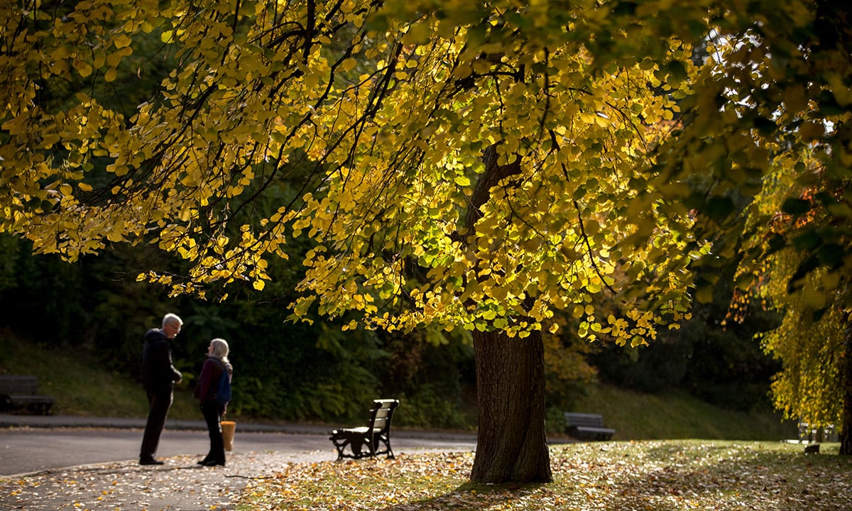 I colori dell’autunno nel Somerset inglese I colori dell’autunno nel Somerset inglese