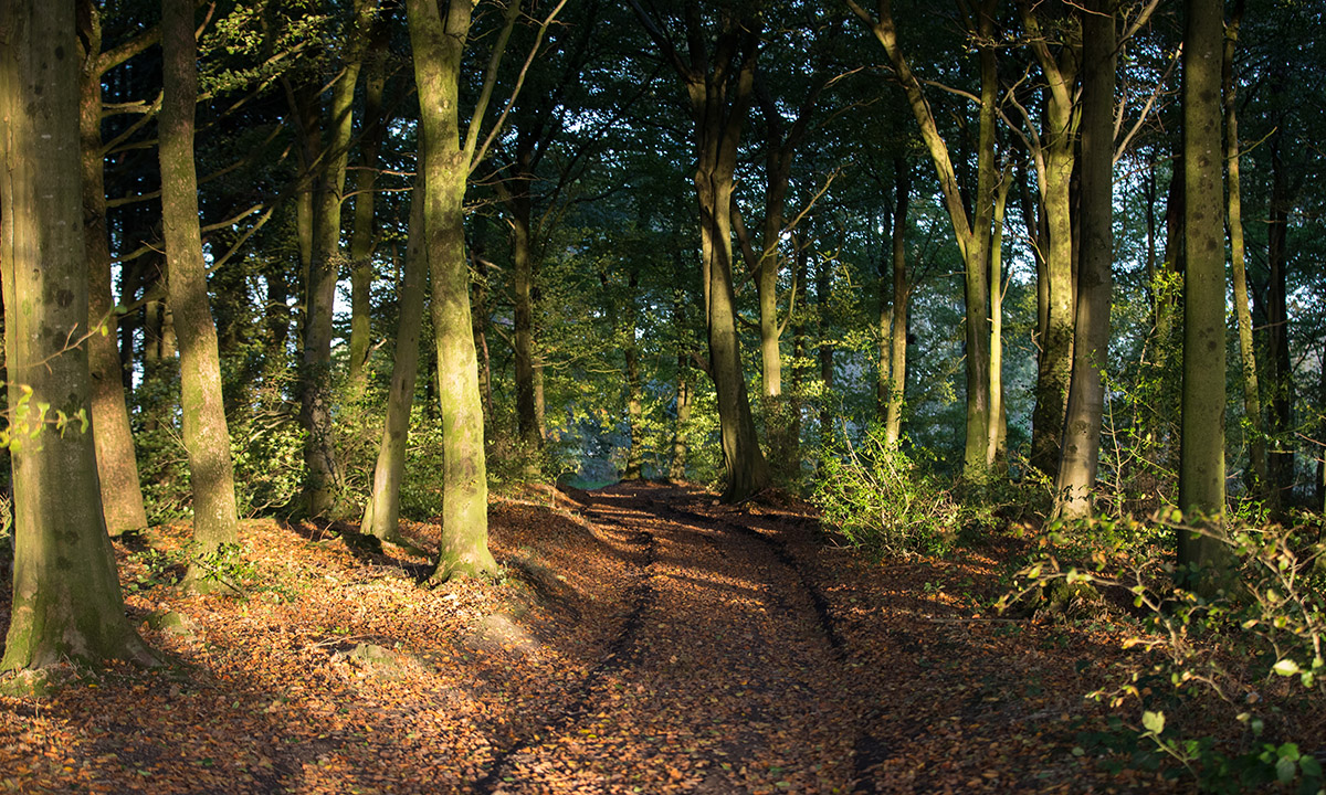I colori dell’autunno nel Somerset inglese I colori dell’autunno nel Somerset inglese