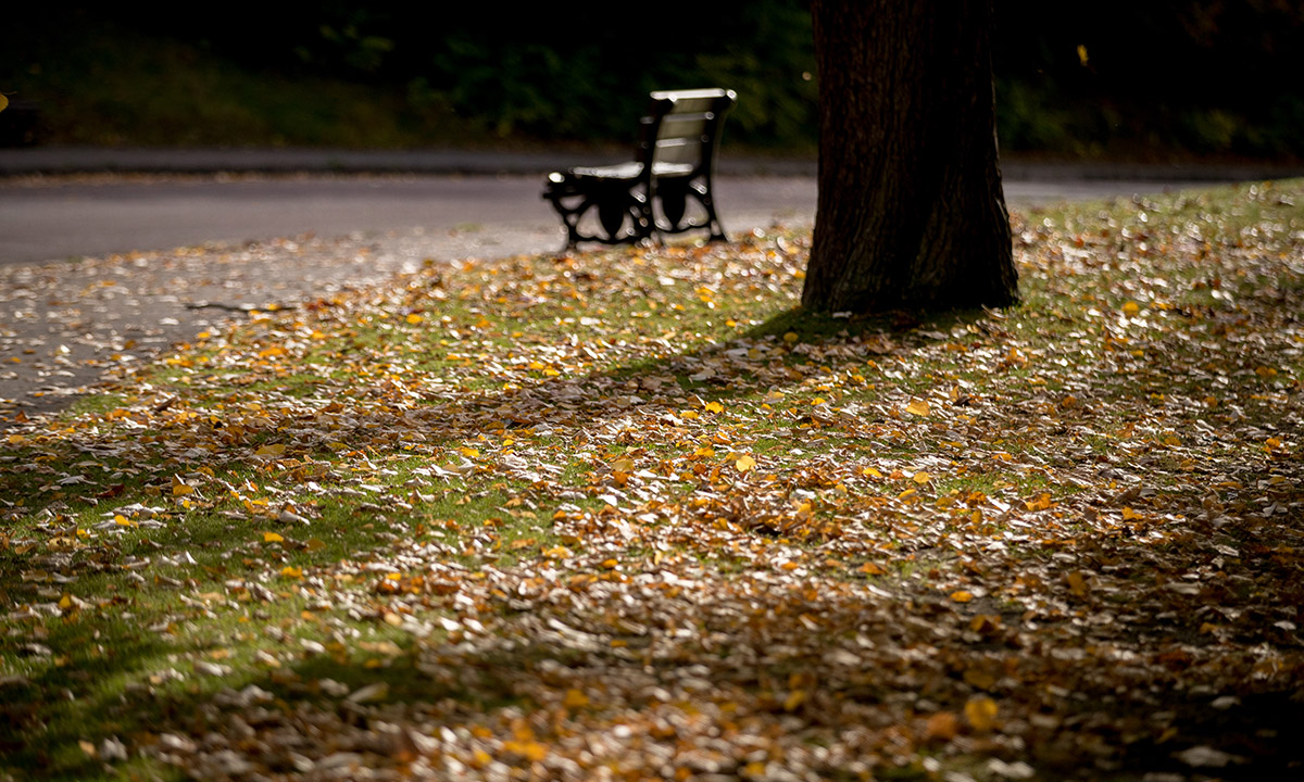 I colori dell’autunno nel Somerset inglese I colori dell’autunno nel Somerset inglese