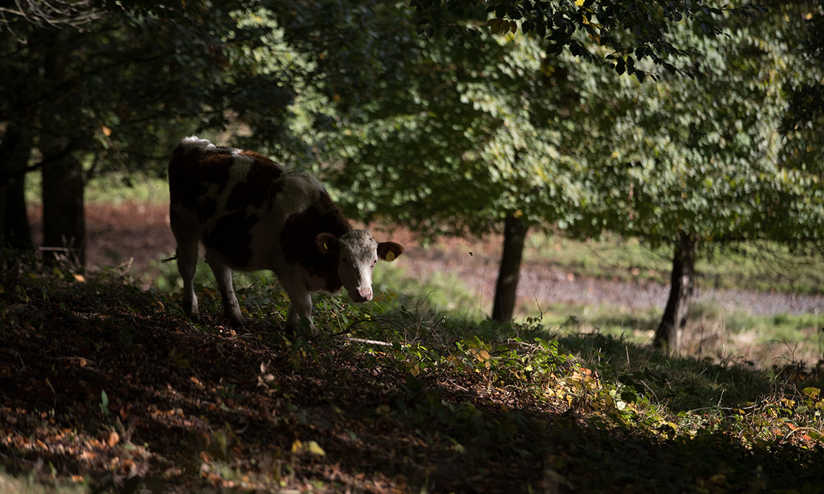 I colori dell’autunno nel Somerset inglese I colori dell’autunno nel Somerset inglese