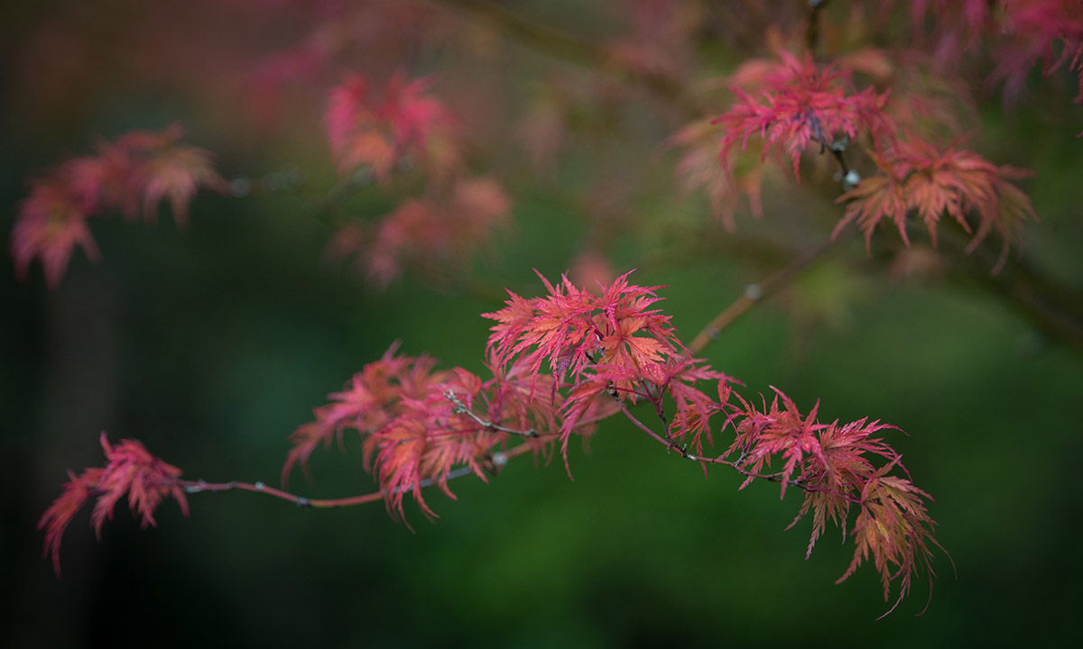 I colori dell’autunno nel Somerset inglese I colori dell’autunno nel Somerset inglese