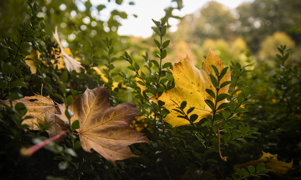 I colori dell’autunno nel Somerset inglese I colori dell’autunno nel Somerset inglese