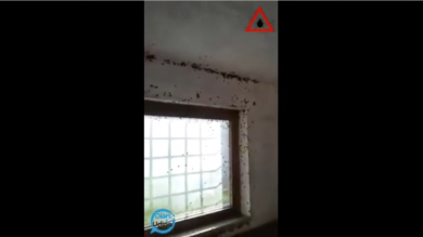 Cimici invadono una casa in Friuli | video
