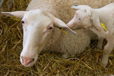 Luigi Farina’s high-tech breeding farm