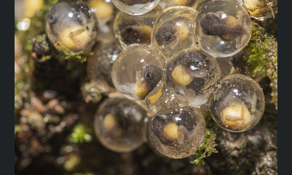 Il fotografo dell’anno secondo la Royal Society of Biology