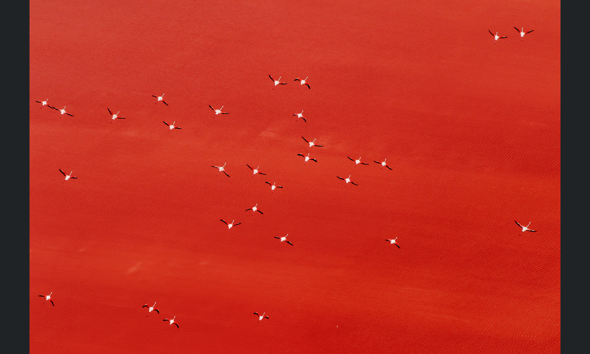 Il fotografo dell’anno secondo la Royal Society of Biology