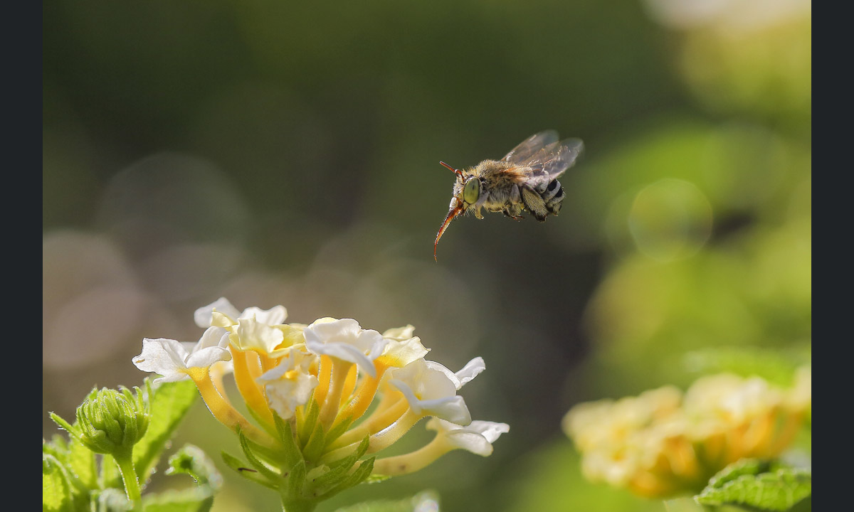 Il fotografo dell’anno secondo la Royal Society of Biology
