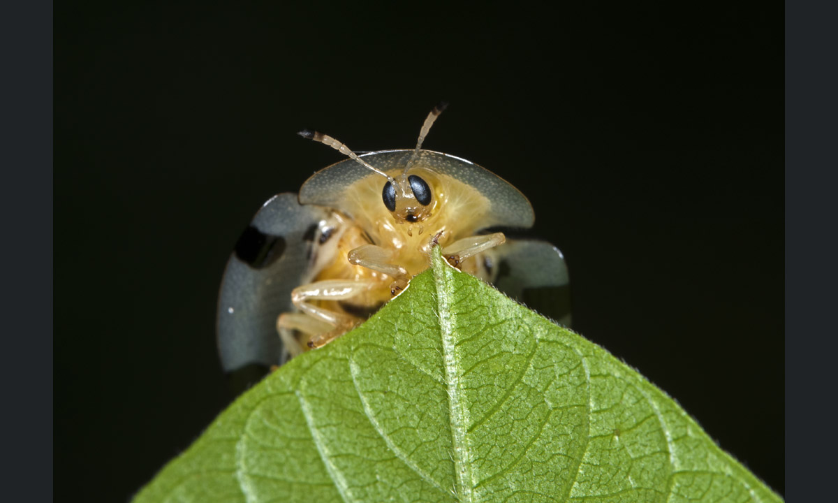 Il fotografo dell’anno secondo la Royal Society of Biology