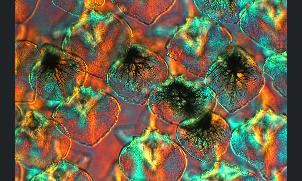 Il fotografo dell’anno secondo la Royal Society of Biology