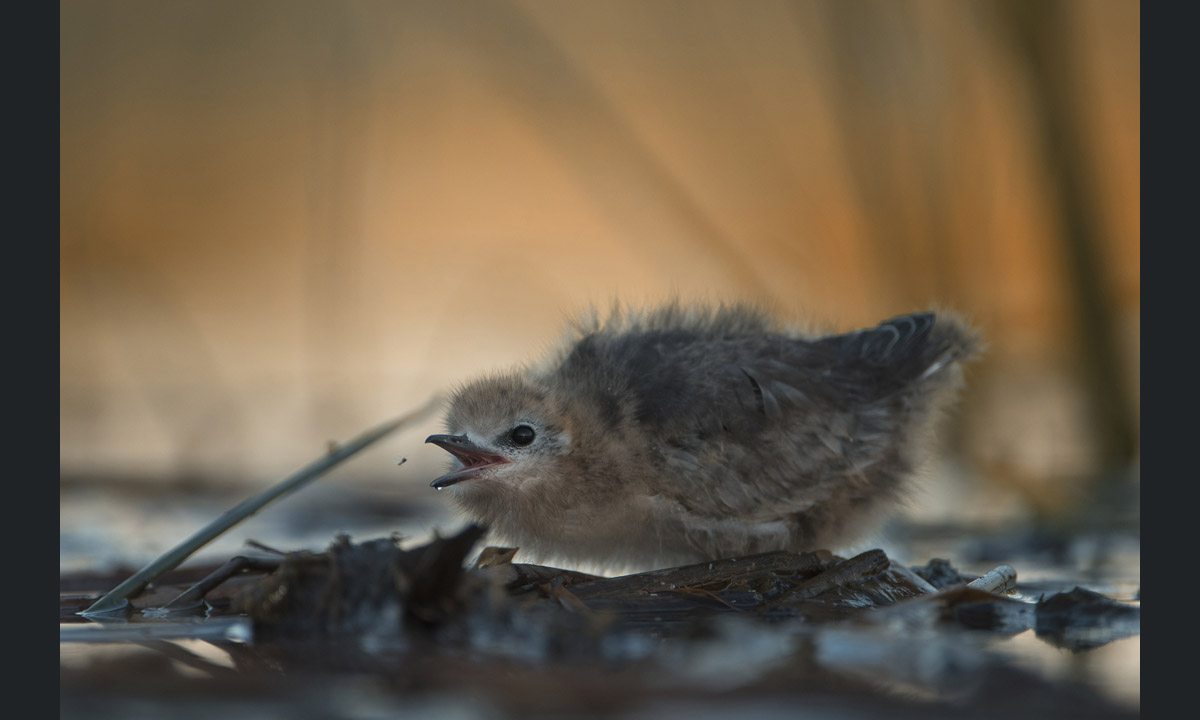 Il fotografo dell’anno secondo la Royal Society of Biology