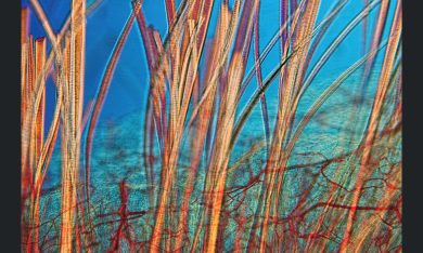 Il fotografo dell’anno secondo la Royal Society of Biology