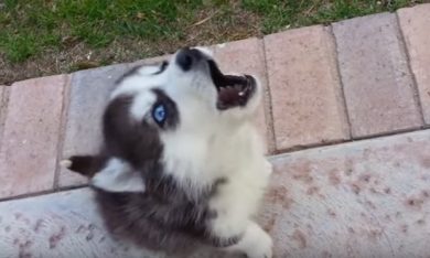 Cuccioli di cane imparano a ululare