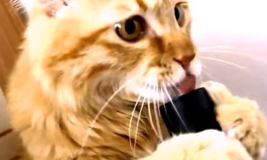 Il gatto che gioca con l’aspirapolvere