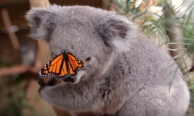 Koala e farfalla: amicizia o photobomb?