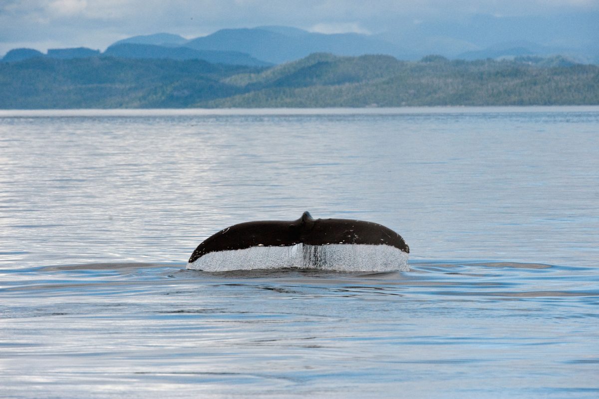 Galleria foto 'Le 10 leggi più strane in Gran Bretagna' - foto 12