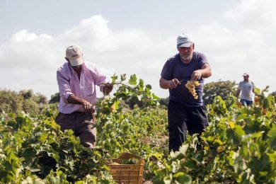 Nuova legge sul vino: ecco perché da oggi sarà più facile produrre e vendere