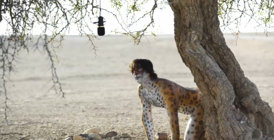 Il nuovo spot “Wild” dello Zoo di 105