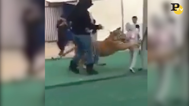 Arabia Saudita: bambina aggredita da una tigre