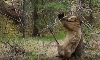Orsi si grattano a ritmo di musica
