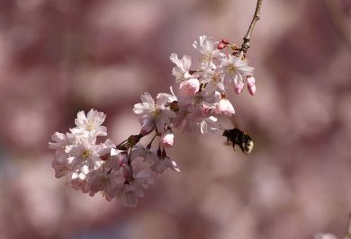 Innovation and sustainability in Italian food and agriculture