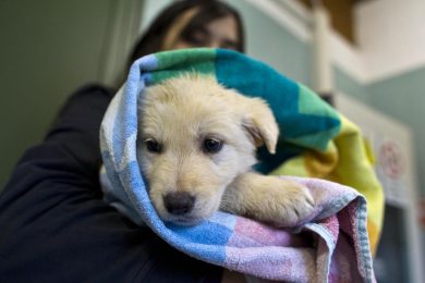 Nuova tassa sui cani: ecco come funzionerà