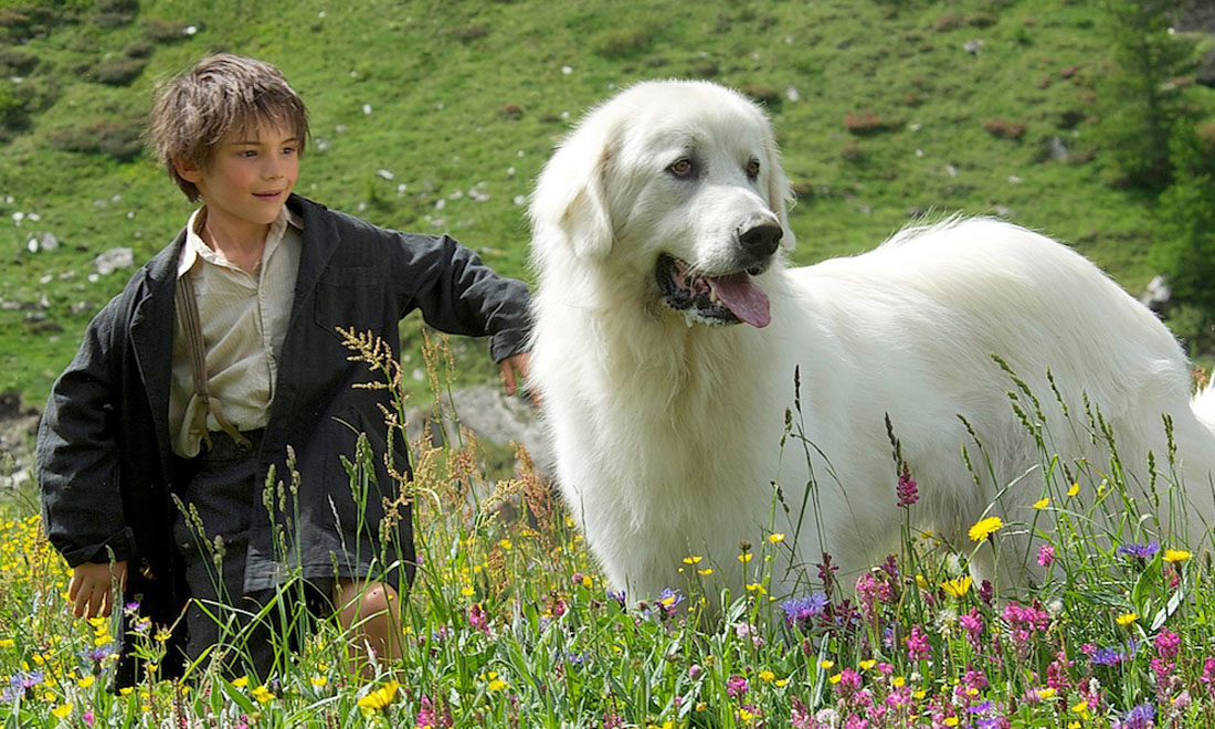 10 film belli per gli amanti degli animali 10 film belli per gli amanti degli animali