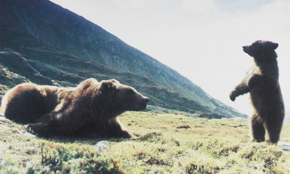 10 film belli per gli amanti degli animali 10 film belli per gli amanti degli animali