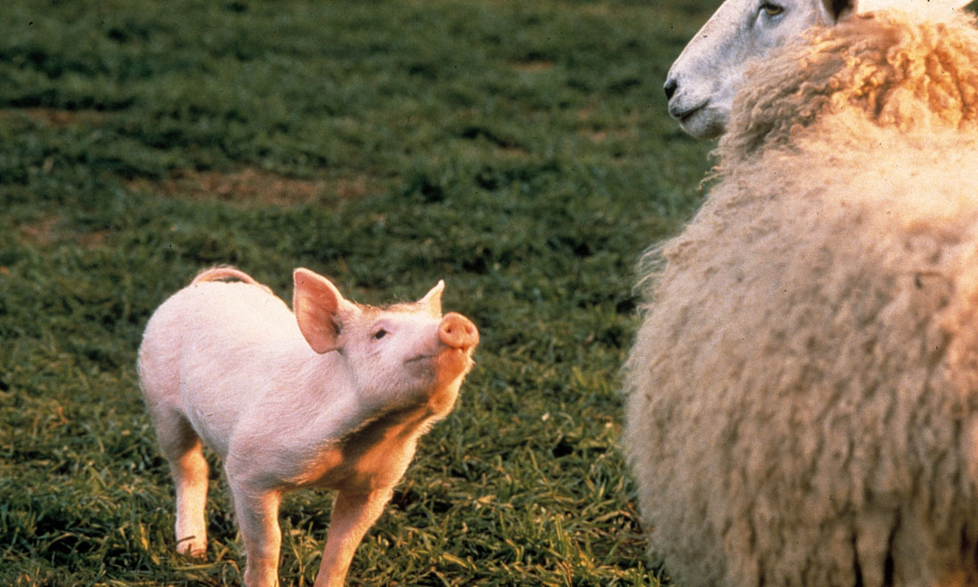 10 film belli per gli amanti degli animali 10 film belli per gli amanti degli animali