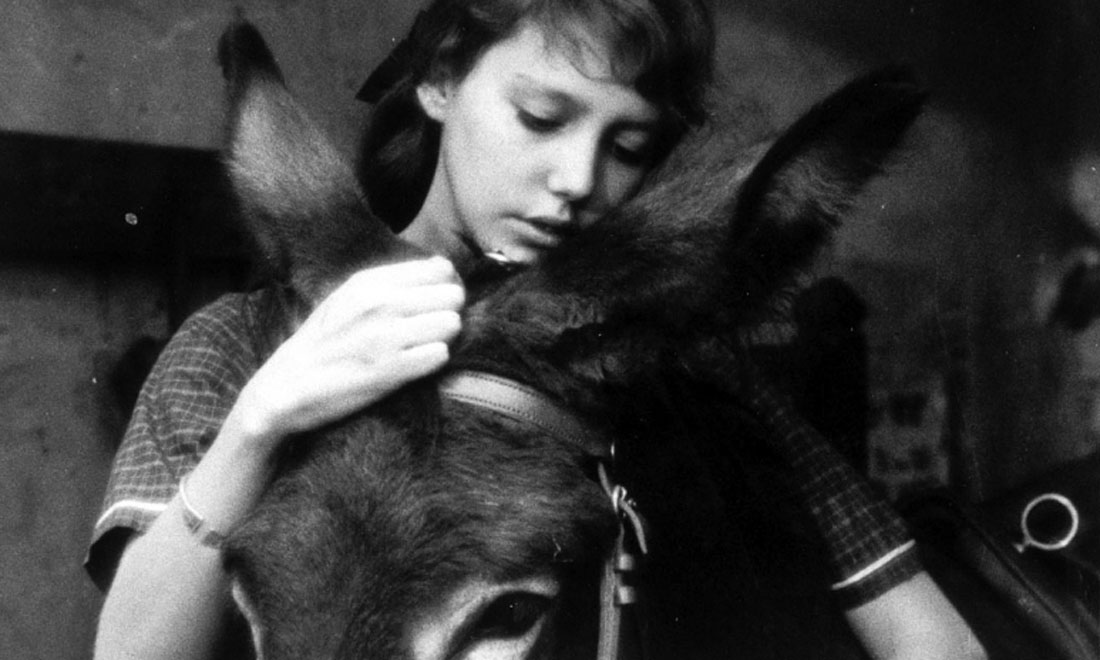 10 film belli per gli amanti degli animali 10 film belli per gli amanti degli animali