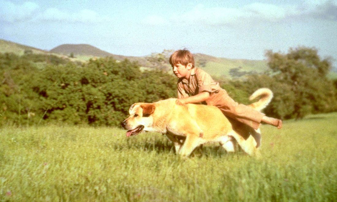 10 film belli per gli amanti degli animali 10 film belli per gli amanti degli animali