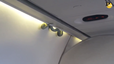 Messico: serpente sull’aereo. Atterraggio d’emergenza | video