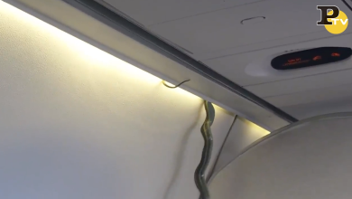 Serpente velenoso sull’aereo diretto a Città del Messico