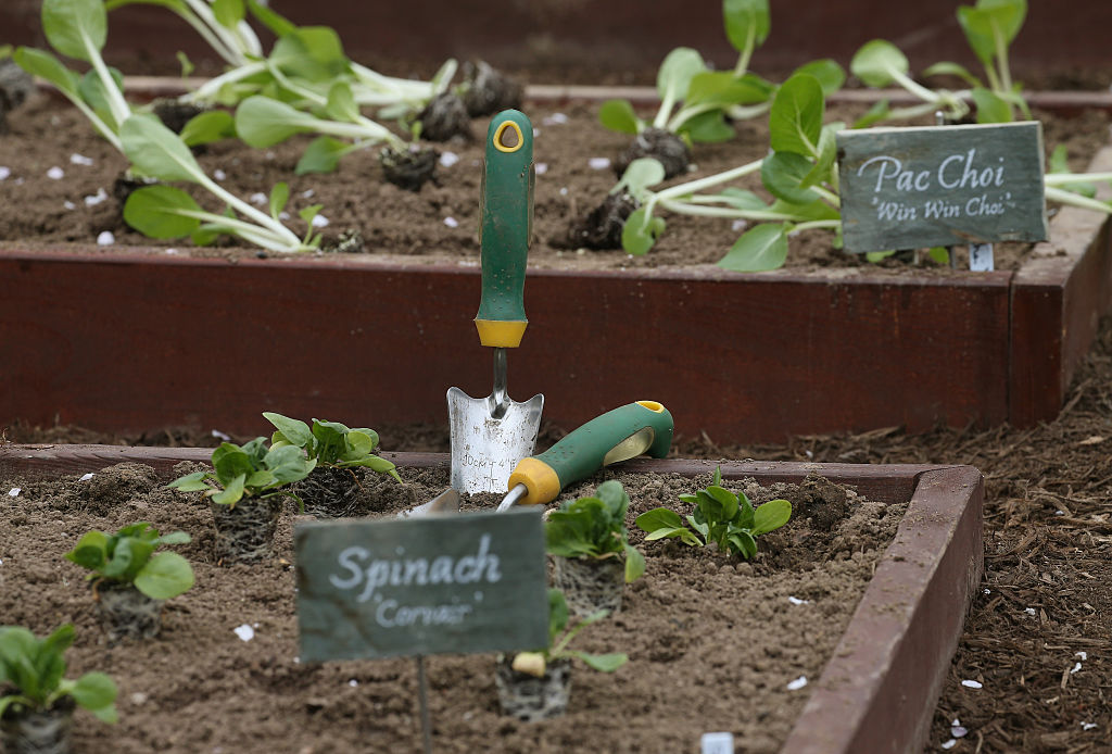Usa 2016, giù le mani dall’orto di Michelle (Obama)