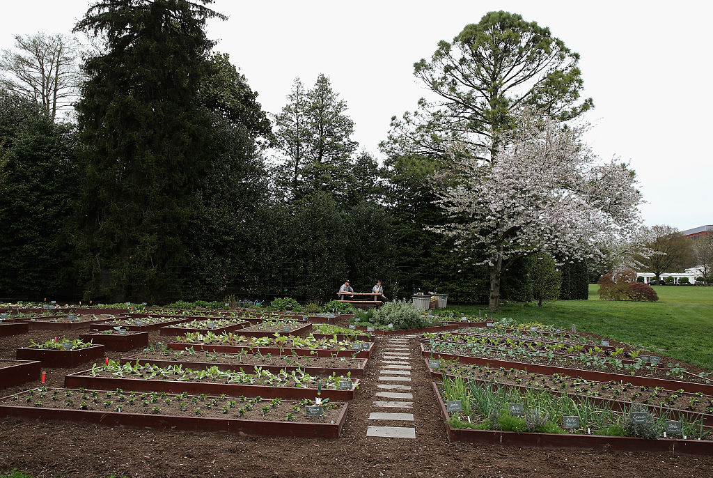Usa 2016, giù le mani dall’orto di Michelle (Obama)