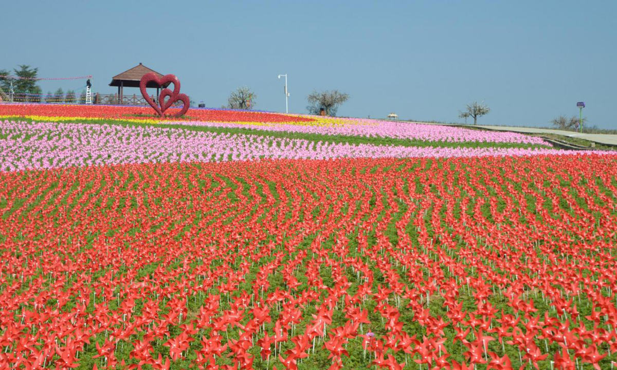 Cina, 240.000 girandole colorate accolgono il 2017 Cina, 240.000 girandole colorate accolgono il 2017