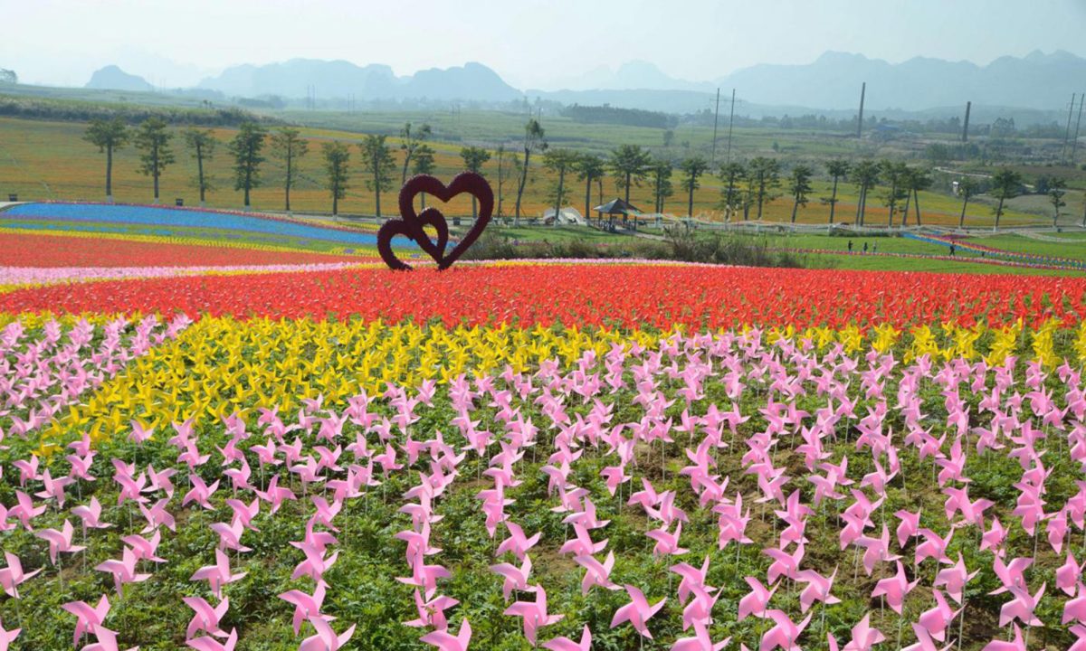 Cina, 240.000 girandole colorate accolgono il 2017 Cina, 240.000 girandole colorate accolgono il 2017