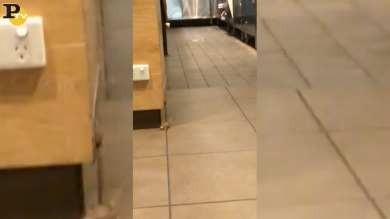 Topi in cucina da McDonald’s in Australia | video