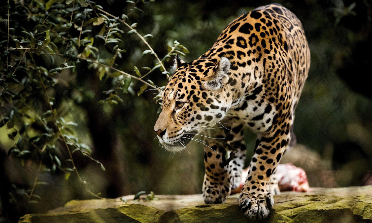 ANIMALI, le foto più belle del mese – Dicembre ANIMALI, le foto più belle del mese – Dicembre