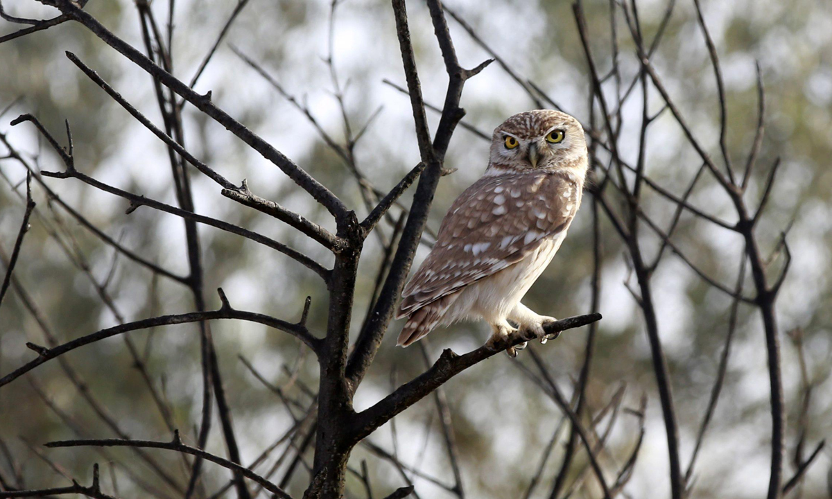 ANIMALI, le foto più belle del mese – Dicembre ANIMALI, le foto più belle del mese – Dicembre