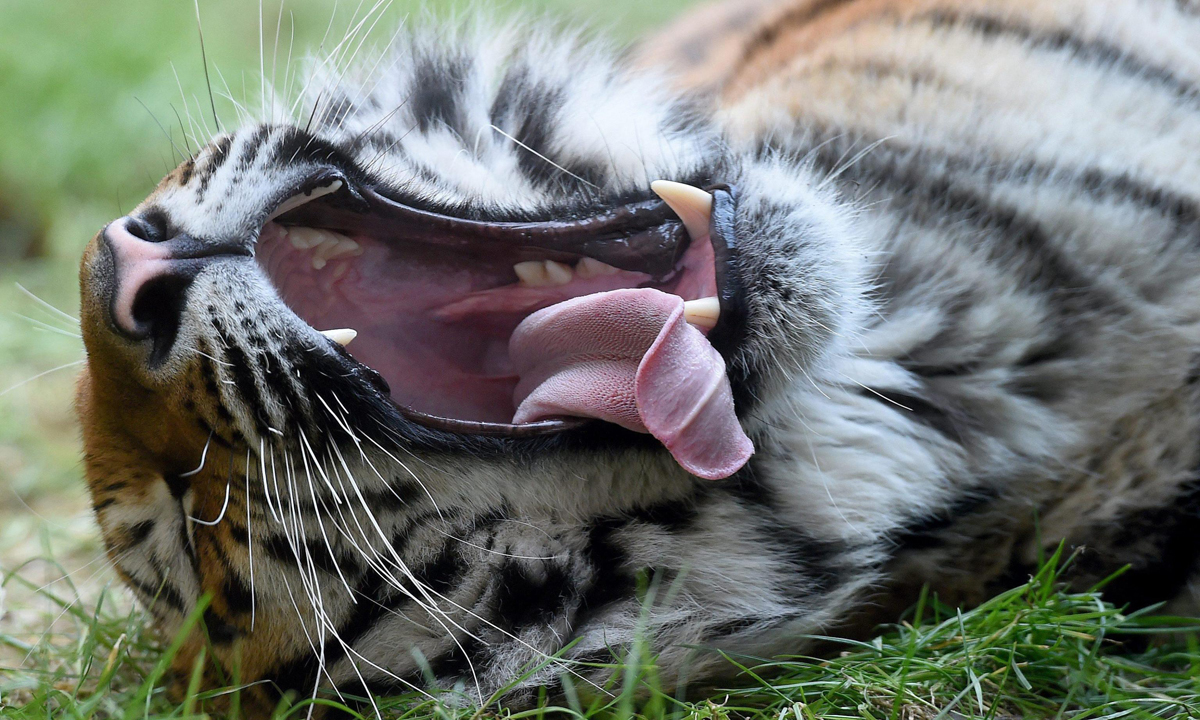ANIMALI, le foto più belle del mese – Dicembre ANIMALI, le foto più belle del mese – Dicembre