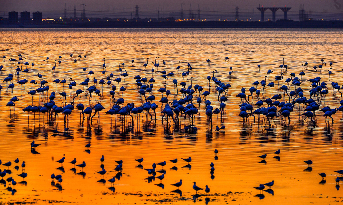 ANIMALI, le foto più belle del mese – Dicembre ANIMALI, le foto più belle del mese – Dicembre