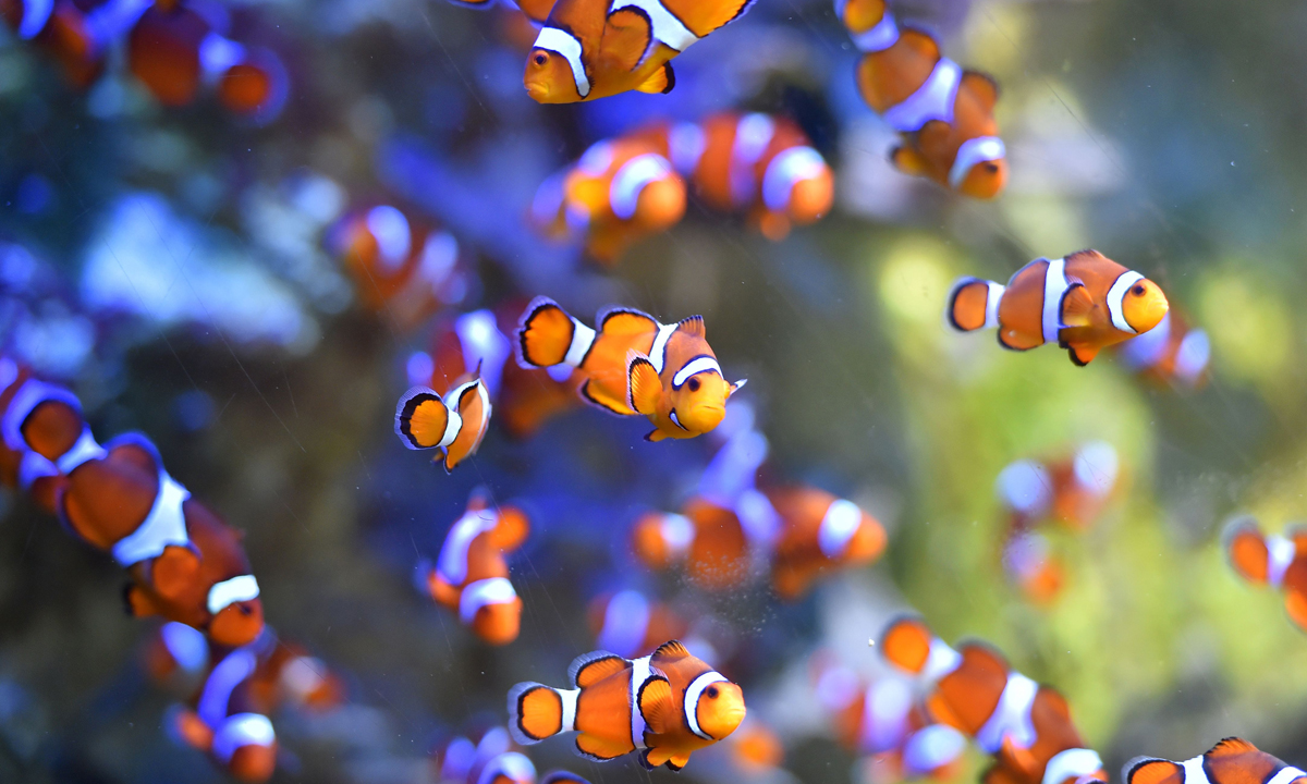 ANIMALI, le foto più belle del mese – Dicembre ANIMALI, le foto più belle del mese – Dicembre