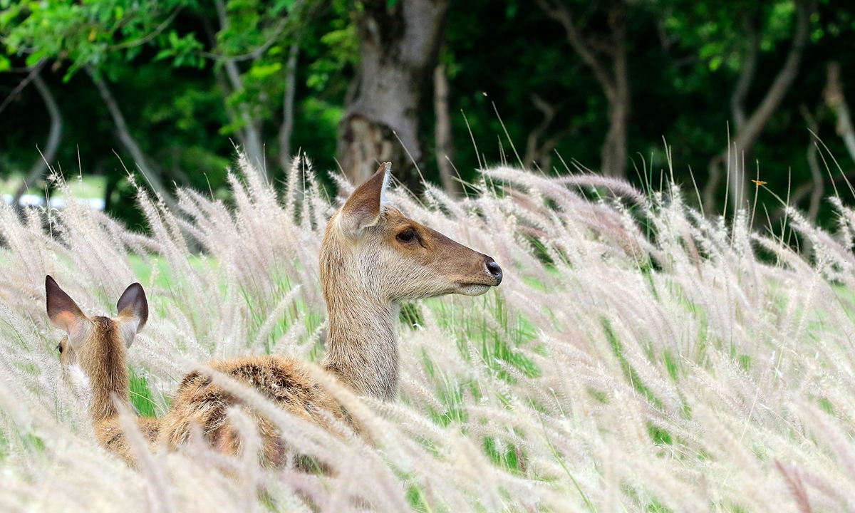 ANIMALI, le foto più belle del mese – Dicembre ANIMALI, le foto più belle del mese – Dicembre