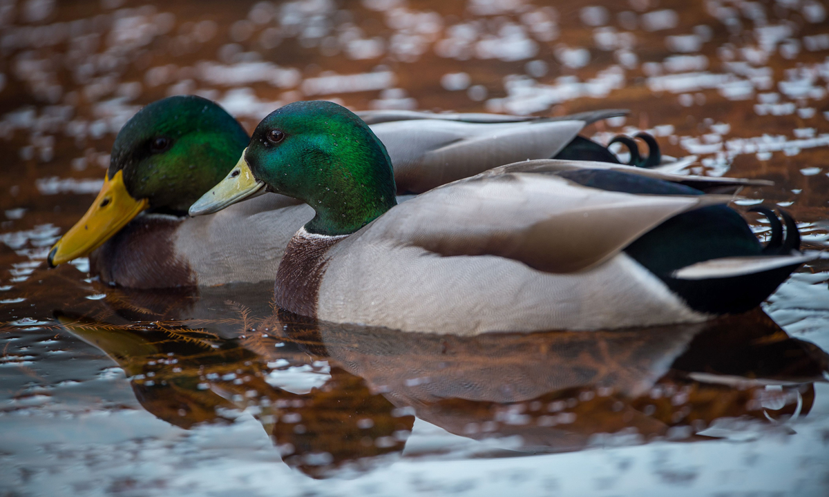 ANIMALI, le foto più belle del mese – Dicembre ANIMALI, le foto più belle del mese – Dicembre