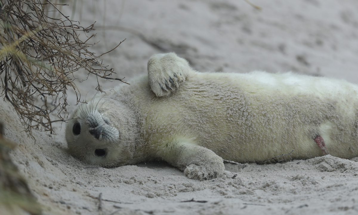 ANIMALI, le foto più belle del mese – Dicembre ANIMALI, le foto più belle del mese – Dicembre