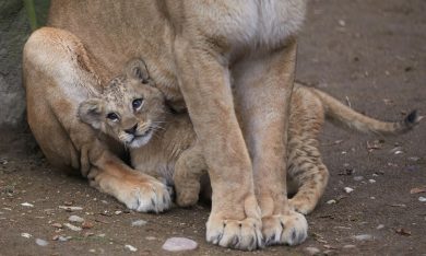 ANIMALI, le foto più belle del mese – Dicembre