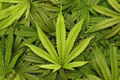 Marijuana: la birra paga il prezzo della legalizzazione