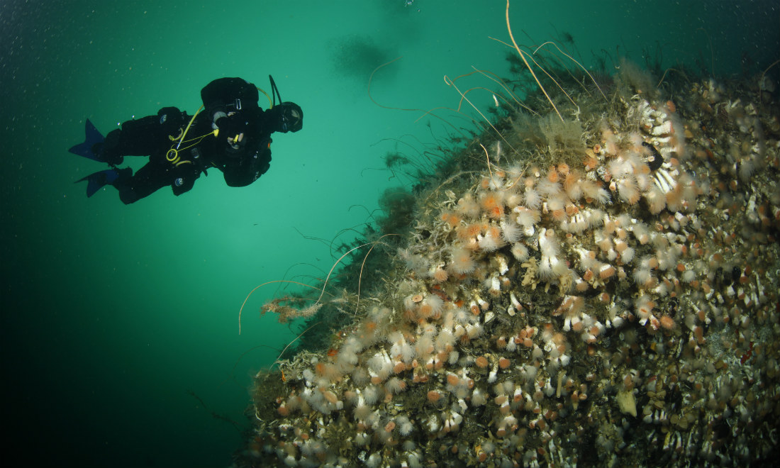 Cinque idee geniali per aiutare il pianeta Cinque idee geniali per aiutare il pianeta