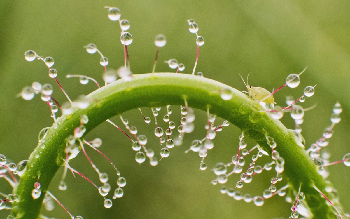 Le foto più belle del 2016 – Lo spettacolo della natura